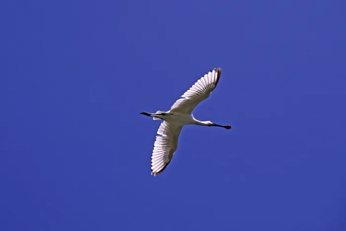 Framed Print : Spoonbill, Platalea leucorodia (flight picture)
