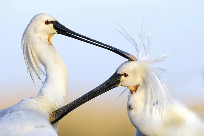 Framed Print : Spoonbills Spoonbills (Platalea leucorodia) preening each other