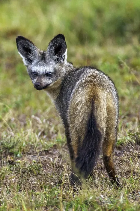Framed Print : Spoondogs (Otocyon megalotis), South Africa