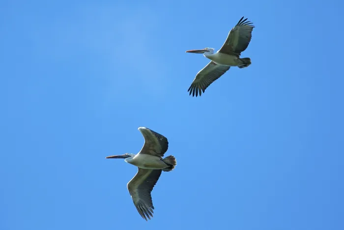 Framed Print : Spot-billed pelican (Pelecanus philippensis)