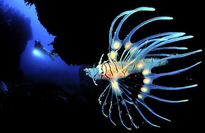Framed Print : Spotfin Lionfish (Pterois antennanta) Framed Print : Spotfin Lionfish (Pterois antennanta)