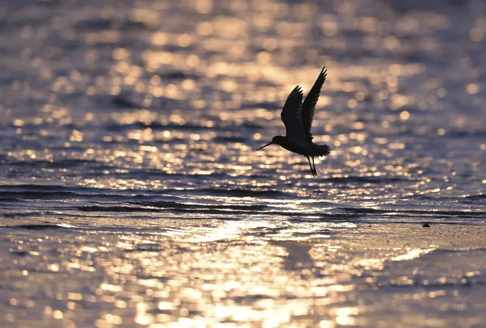 Framed Print : Spoting woodcock (Limosa lapponica) in backlight on the beach