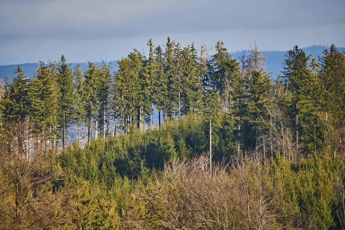 Framed Print : Spotlight from the sun on Norway spruce (Picea abies) trees in a forest Framed Print : Spotlight from the sun on Norway spruce (Picea abies) trees in a forest