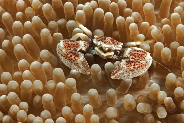 Framed Print : Spotted anemone crab spotted porcelain crab (Neopetrolisthes maculatus)