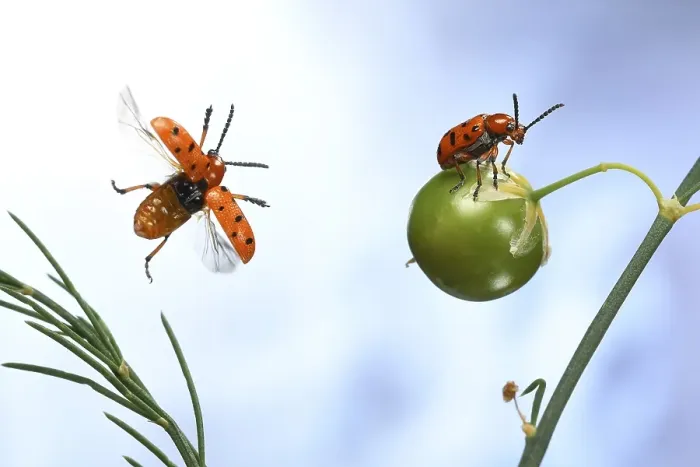 Framed Print : Spotted asparagus beetle (Crioceris duodecimpunctata) in flight on a Garden asparagus plant (Asparagus officinalis)