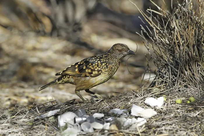 Framed Print : Spotted Bowerbird (Ptilonorhynchus maculatus) adult male