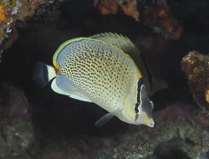 Framed Print : Spotted butterflyfish (Chaetodon guttatissimus)