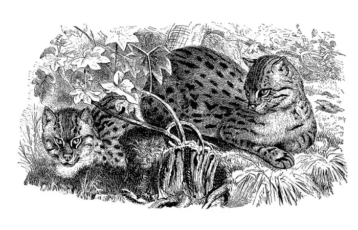 Framed Print : Spotted cat, Tara cat, Felis viverrina Framed Print : Spotted cat, Tara cat, Felis viverrina