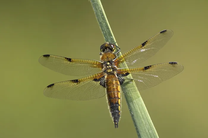 Framed Print : Four spotted chaser dragonfly (Libellula quadrimaculata) adult insect on a reed leaf Framed Print : Four spotted chaser dragonfly (Libellula quadrimaculata) adult insect on a reed leaf