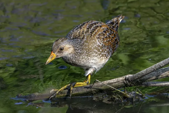 Framed Print : Spotted crake (Porzana porzana)