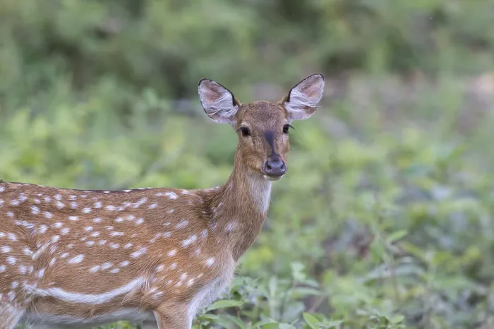 Framed Print : Spotted deer or Chital (Axis axis) Framed Print : Spotted deer or Chital (Axis axis)
