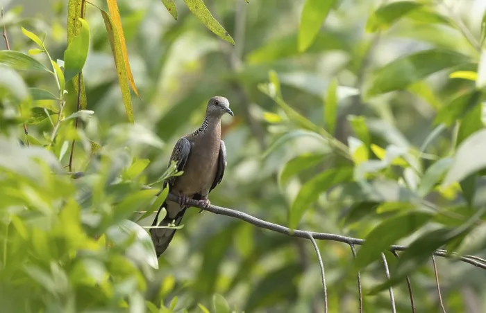 Framed Print : Spotted dove or eastern spotted dove (Spilopelia chinensis) on a tree branch Framed Print : Spotted dove or eastern spotted dove (Spilopelia chinensis) on a tree branch