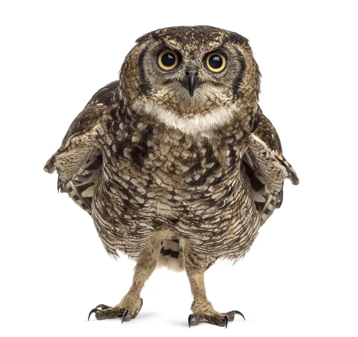 Framed Print : Spotted eagle-owl - Bubo africanus (4 years old) in front of a white background