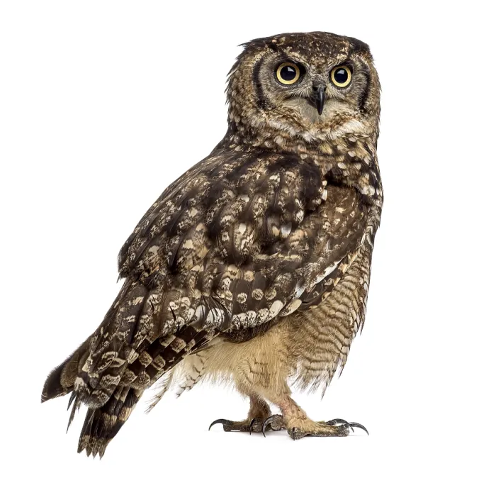 Framed Print : Spotted eagle-owl - Bubo africanus (4 years old) in front of a white background