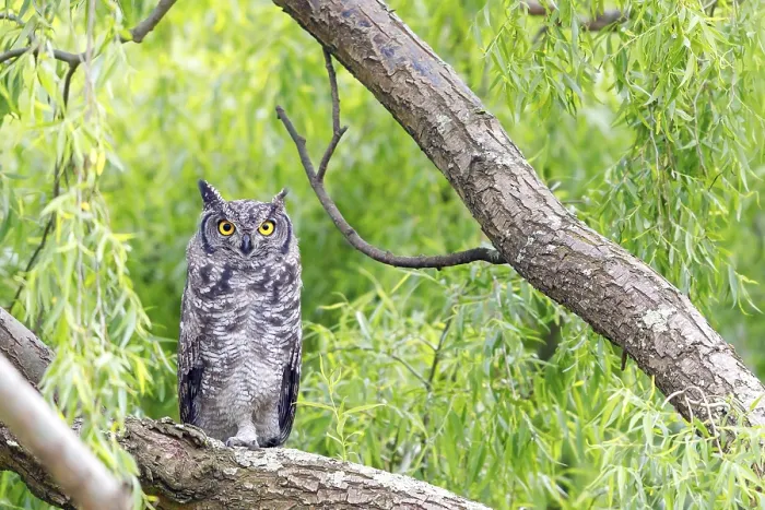 Framed Print : Spotted eagle-owl (Bubo africanus)