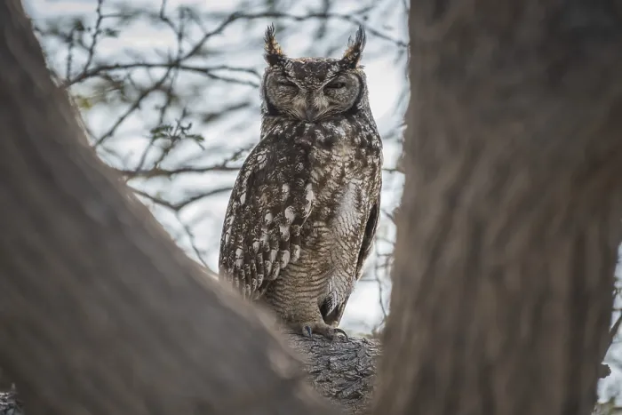 Framed Print : Spotted eagle-owl (Bubo africanus)