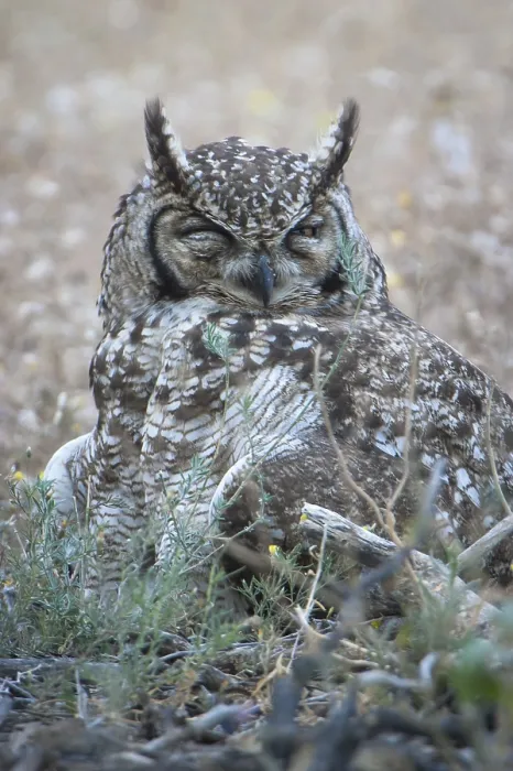 Framed Print : Spotted Eagle-Owl (Bubo africanus)