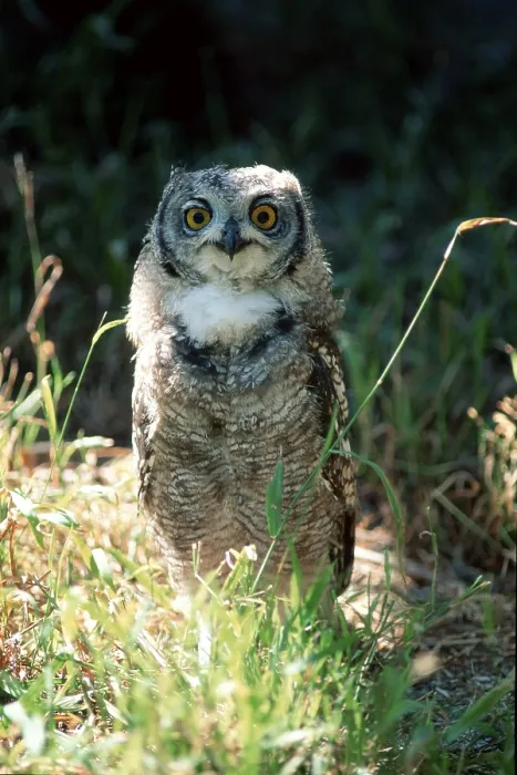 Framed Print : Spotted Eagle-owl (Bubo africanus)