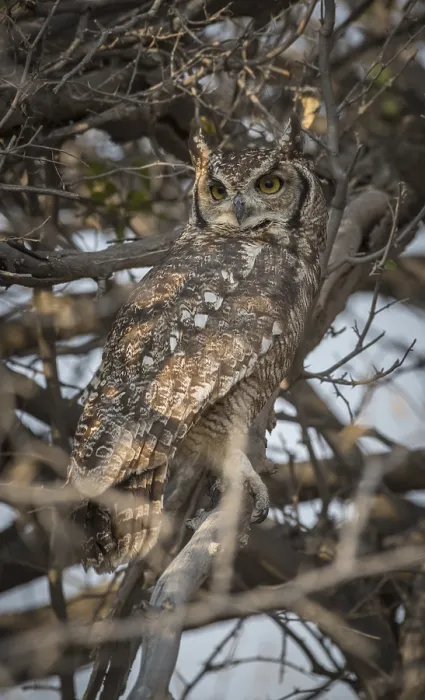 Framed Print : Spotted eagle-owl (Bubo africanus) Framed Print : Spotted eagle-owl (Bubo africanus)