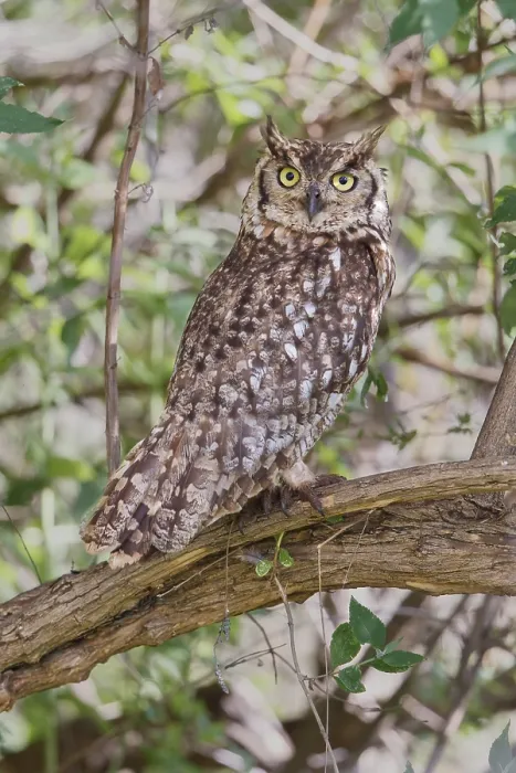 Framed Print : Spotted Eagle-owl (Bubo africanus) Framed Print : Spotted Eagle-owl (Bubo africanus)