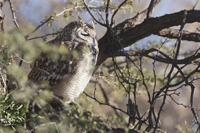 Framed Print : Spotted Eagle-owl (Bubo africanus)