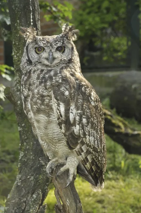 Framed Print : Spotted Eagle Owl (Bubo africanus) Framed Print : Spotted Eagle Owl (Bubo africanus)