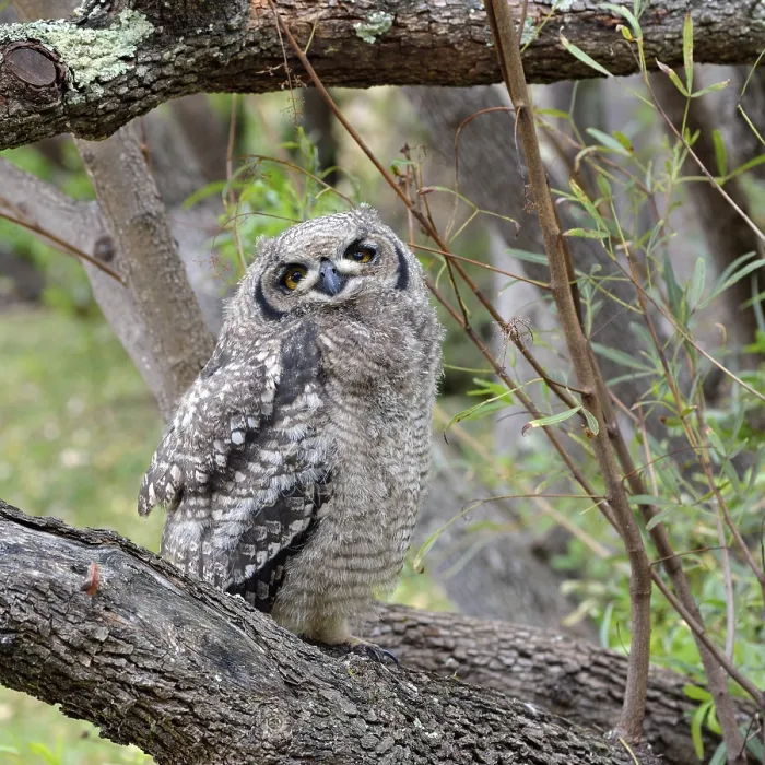 Framed Print : Spotted Eagle-Owl (Bubo africanus) Framed Print : Spotted Eagle-Owl (Bubo africanus)