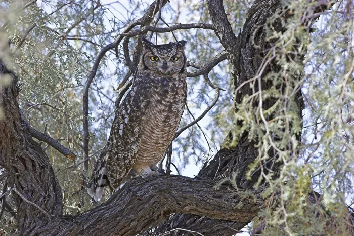 Framed Print : Spotted Eagle-owl (Bubo africanus) Framed Print : Spotted Eagle-owl (Bubo africanus)
