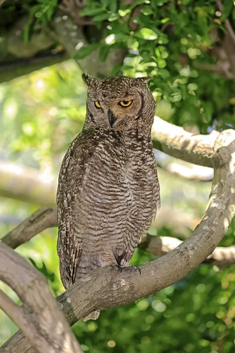 Framed Print : Spotted Eagle-owl (Bubo africanus)