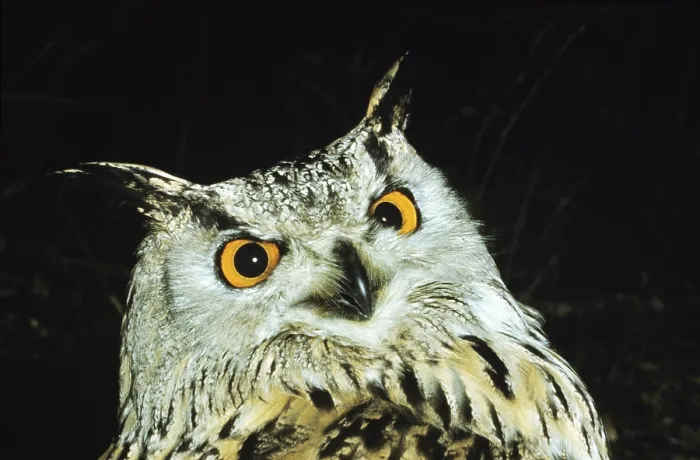 Framed Print : Spotted Eagle Owl (bubo africanus)