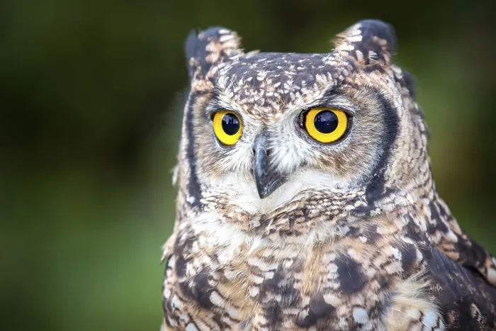 Framed Print : Spotted Eagle-owl (Bubo africanus)