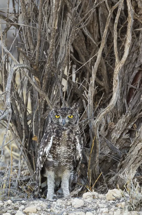 Framed Print : Spotted Eagle Owl (Bubo africanus)