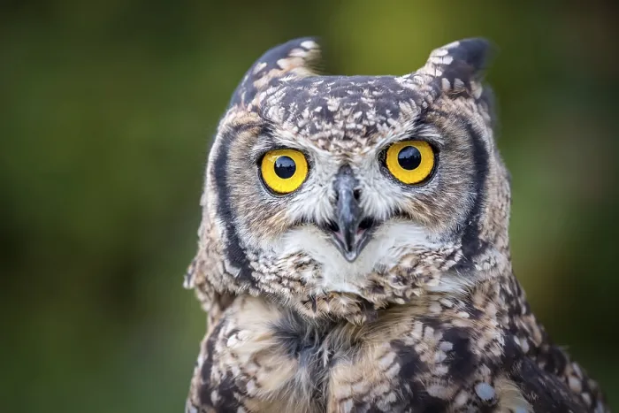 Framed Print : Spotted Eagle-owl (Bubo africanus)