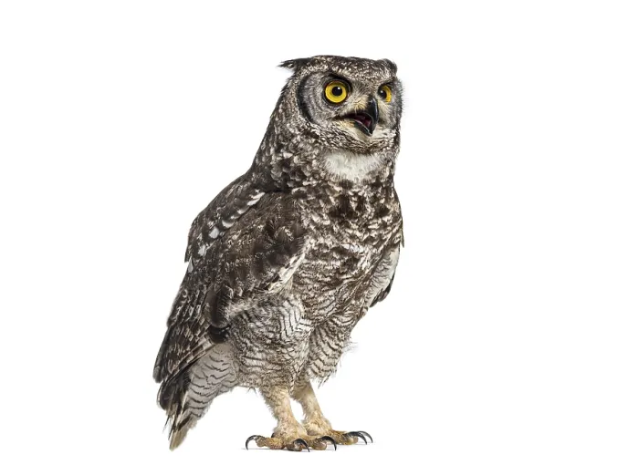 Framed Print : Spotted eagle-owl, Bubo africanus Framed Print : Spotted eagle-owl, Bubo africanus