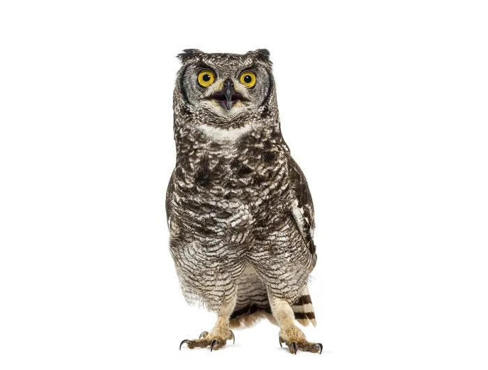 Framed Print : Spotted eagle owl, bubo africanus