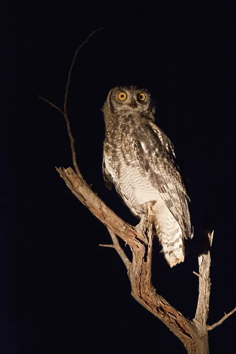 Framed Print : Spotted Eagle-Owl (Bubo africanus) on branch at night