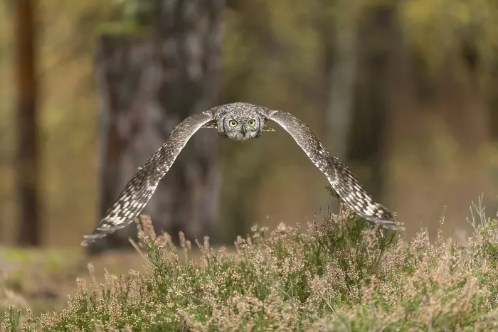 Framed Print : One spotted eagle-owl (Bubo africanus) flying thru a forest Framed Print : One spotted eagle-owl (Bubo africanus) flying thru a forest
