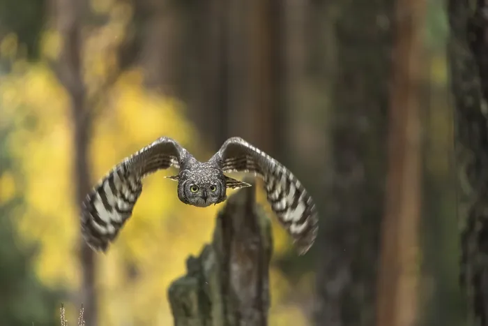 Framed Print : One spotted eagle-owl (Bubo africanus) flying thru a forest