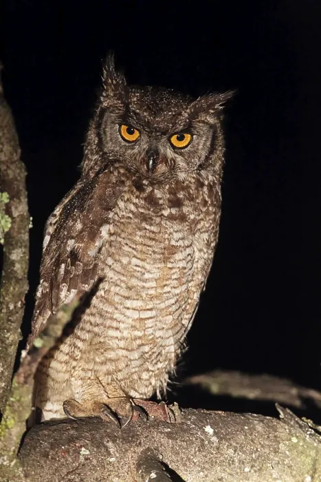 Framed Print : Spotted eagle-owl (Bubo africanus) in the light of a spotlight in Amakhala Game Reserve