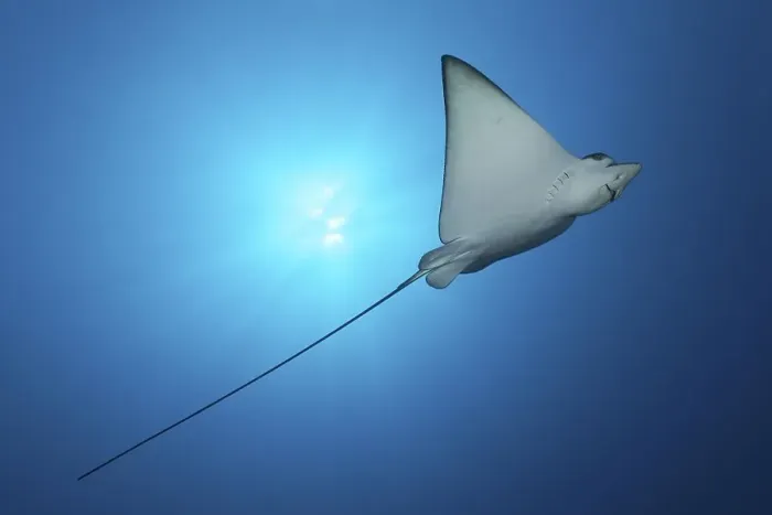 Framed Print : Spotted eagle ray (Aetobatus narinari)