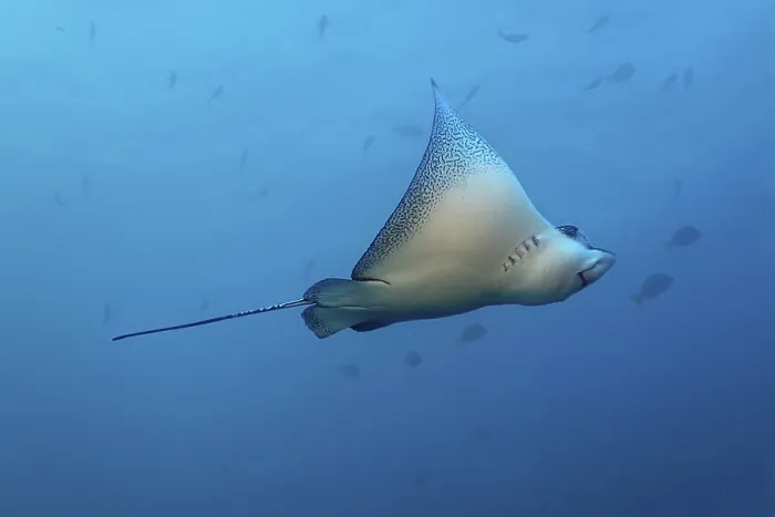Framed Print : Spotted eagle ray (Aetobatus narinari)