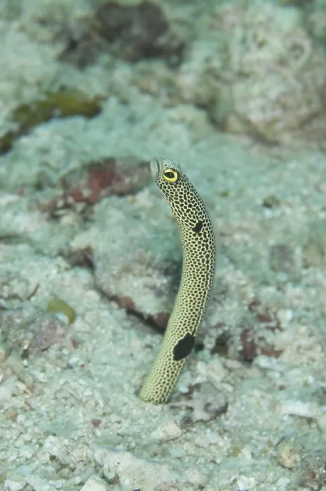 Framed Print : Spotted Eel, Spotted Eel, Eels