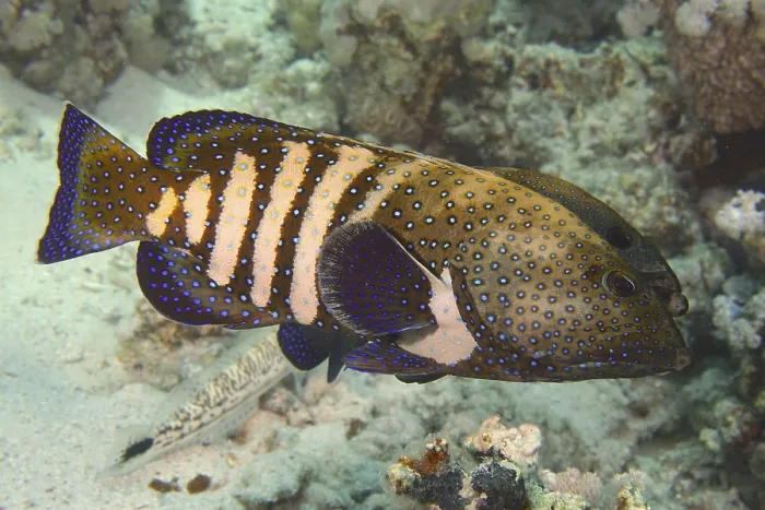 Framed Print : Spotted fish with blue and yellow patterns