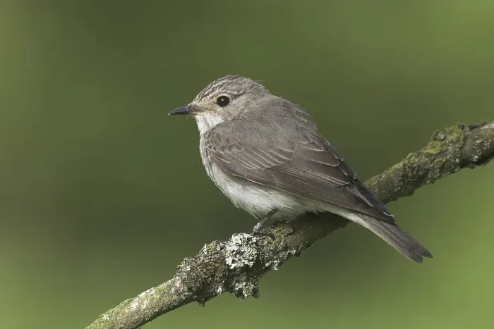 Framed Print : Spotted Flycatcher (Muscicapa striata)