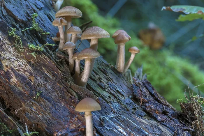 Framed Print : Spotted freckle-gilled gymnopilus (Gymnopilus penetrans) Mixed forest Framed Print : Spotted freckle-gilled gymnopilus (Gymnopilus penetrans) Mixed forest