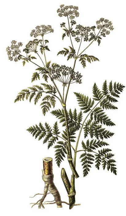 Framed Print : Spotted hemlock (Conium maculatum) Framed Print : Spotted hemlock (Conium maculatum)