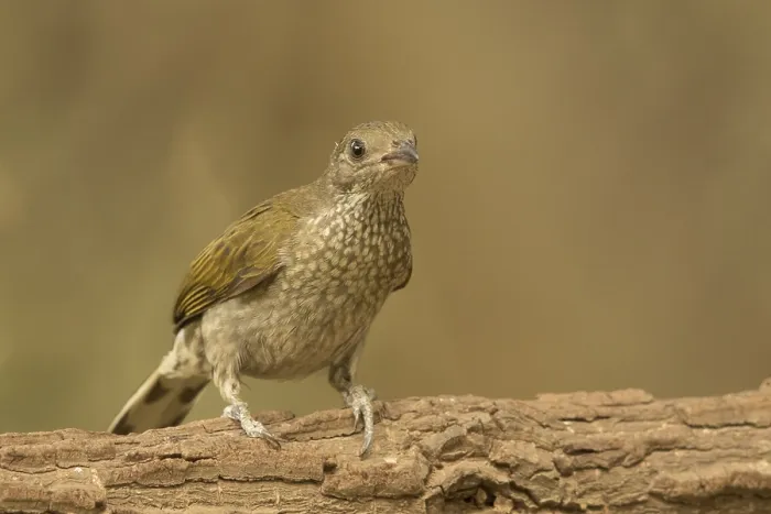 Framed Print : Spotted Honeyguide (Indicator maculatus)