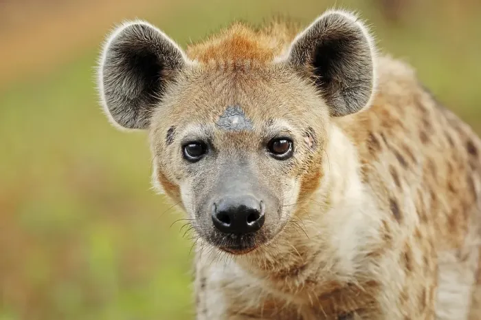 Framed Print : Spotted Hyaena or Laughing Hyena (Crocuta crocuta) Framed Print : Spotted Hyaena or Laughing Hyena (Crocuta crocuta)