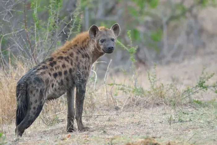 Framed Print : Spotted Hyena (Crocuta crocuta)