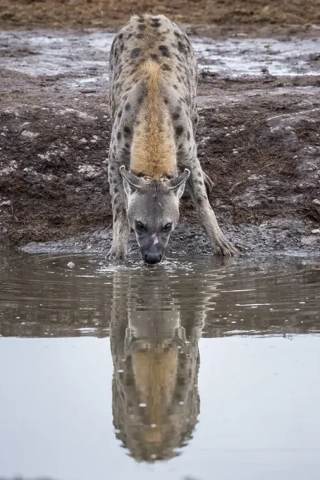 Framed Print : Spotted hyena (Crocuta crocuta)
